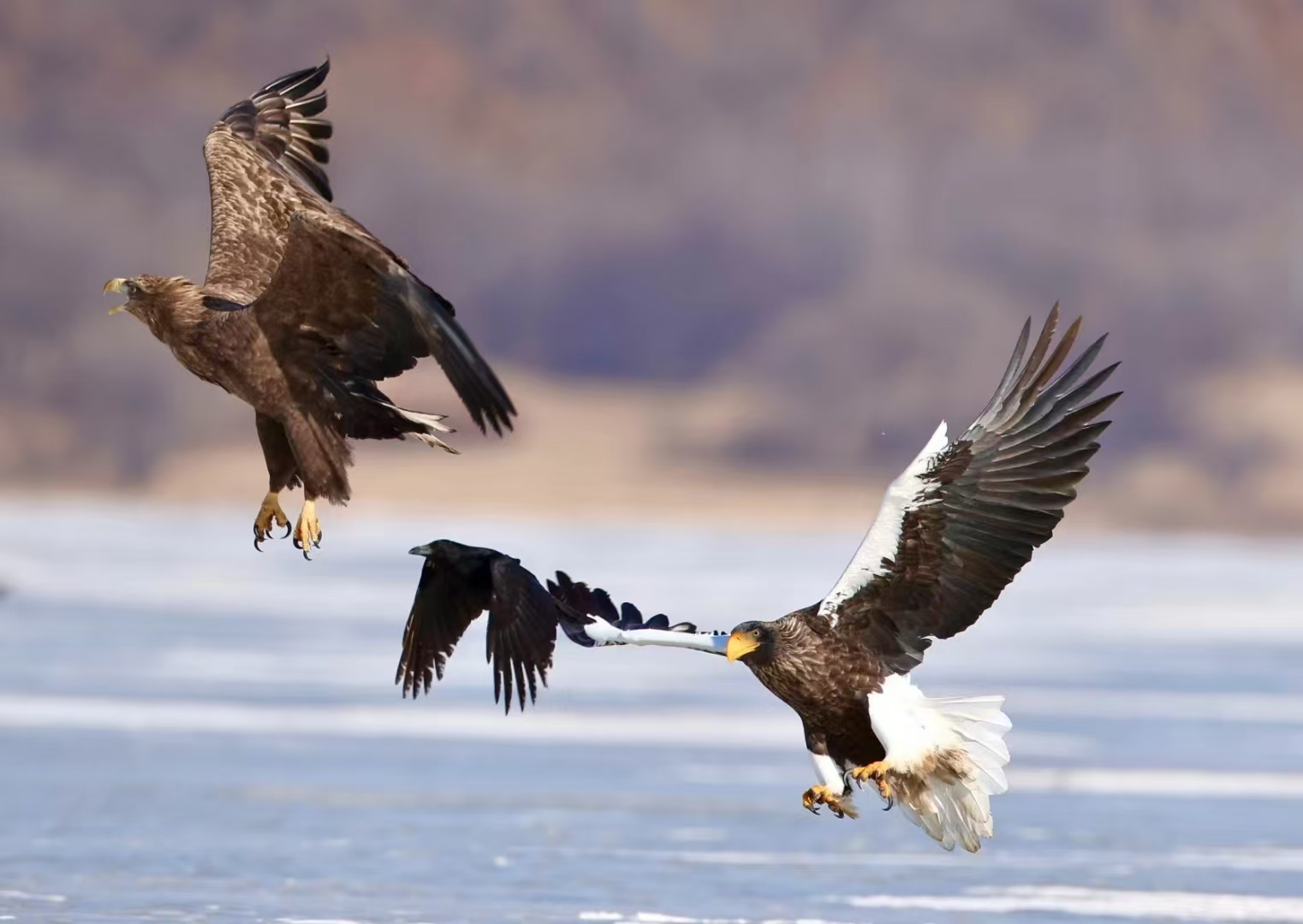 4ebf1186a46f3bb6b8abdb192a7c57bb